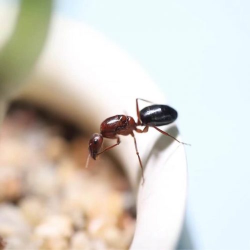 Camponotus turkestanicus