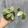 Rare) Hoya halophila albomarginata for sale - HappyForestStore