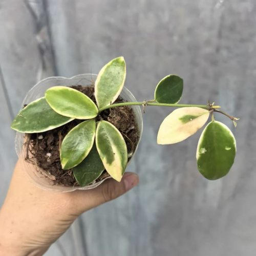 (Rare) Hoya halophila albomarginata