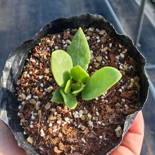 (Rare) Hoya pachyclada small leaf