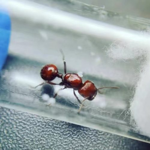 Pogonomyrmex barbatus (Red harvester ant)