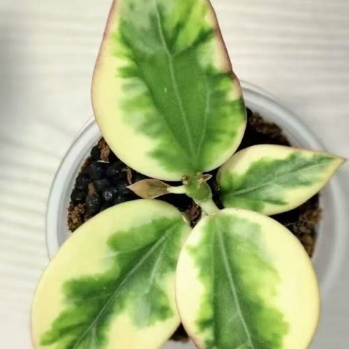 (Rare) Hoya Emerald frost (Para Queen)