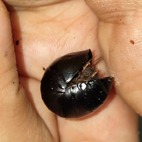 Perisphaerus sp (pill cockroach)