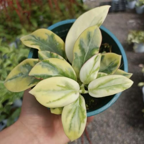 (Rare) Hoya Emerald frost (Para Queen)
