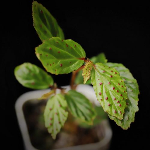 Begonia Fuscisetosa