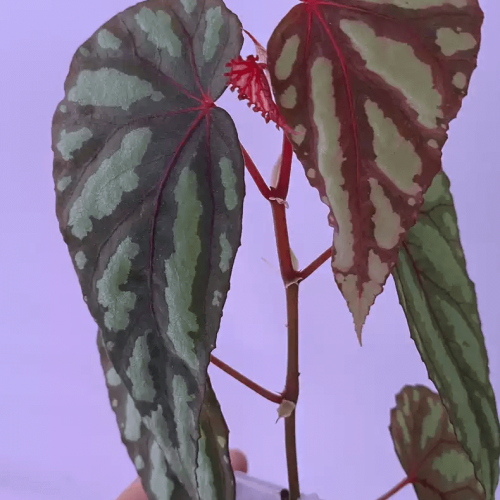 Begonia Layar