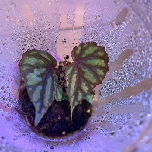 Begonia Layar