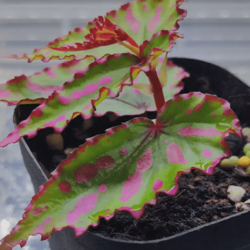 Begonia Pink Lava