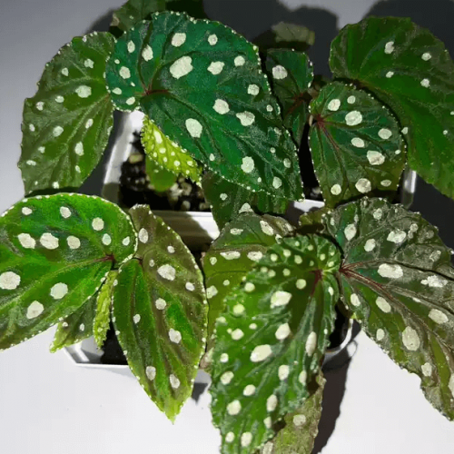 Begonia sp Mempawah hulu