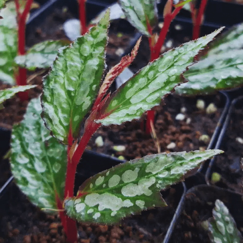 Begonia sp from sarawak