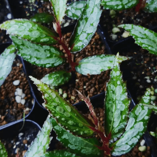 Begonia sp from sarawak