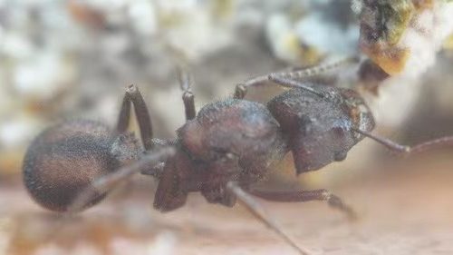 Acromyrmex versicolor (Desert Leafcutter Ant)