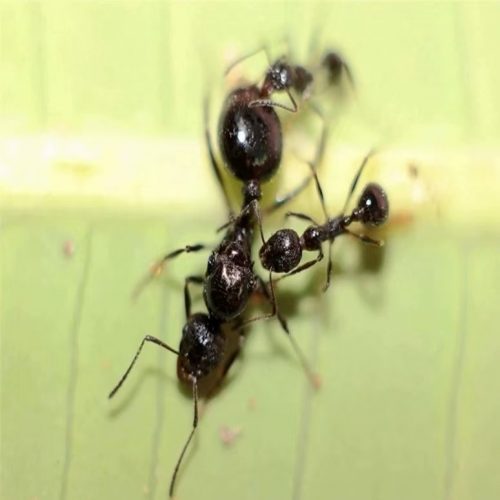 Aphaenogaster japonica