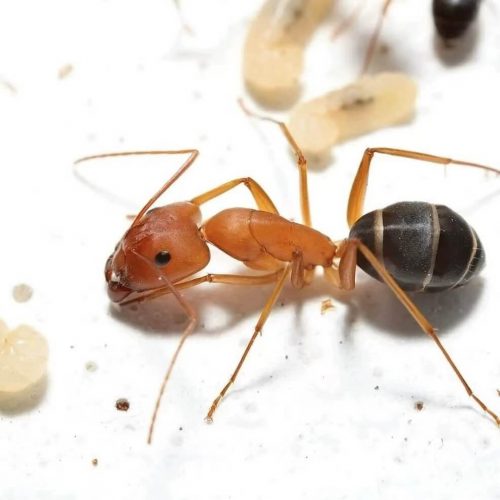 Camponotus Liangshan