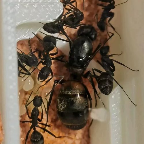 Camponotus cruentatus