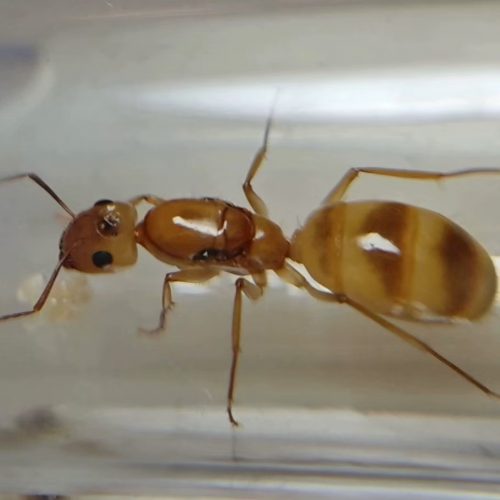 Camponotus fragilis