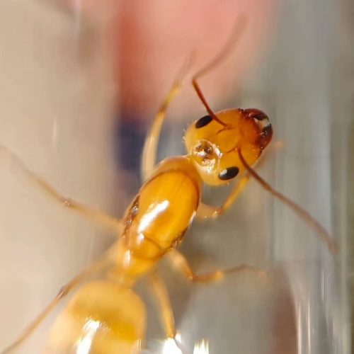 Camponotus fragilis