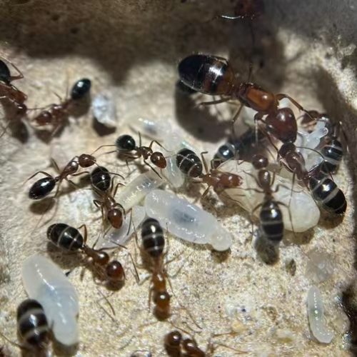 Camponotus reichardti