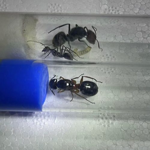 Camponotus festinus (Giant forest ants)