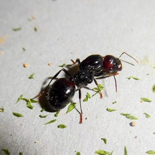 Messor barbarus