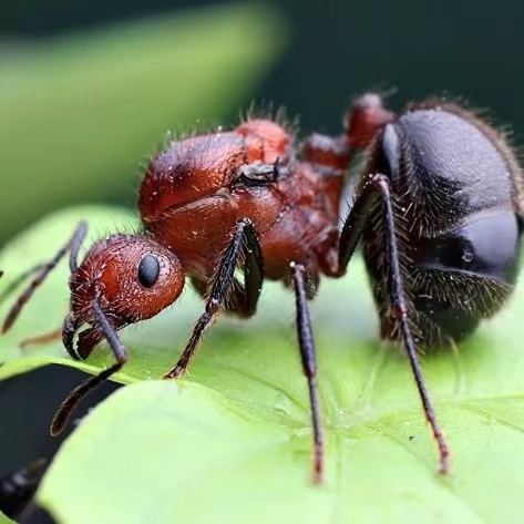 Myrmicaria brunnea