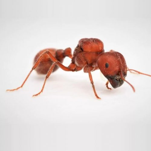 Pogonomyrmex badius