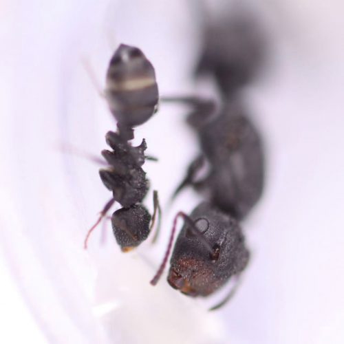 Camponotus lasiselene