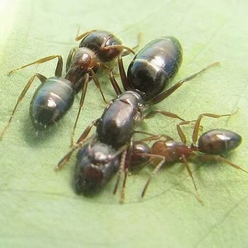 Camponotus vitiosus