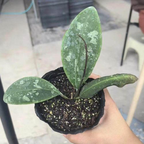 Hoya Rintzii Borneo