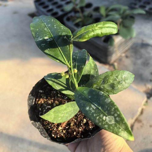 Hoya amicabilis