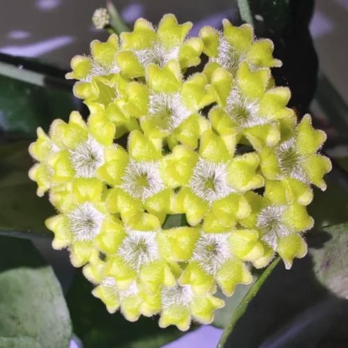 Hoya amicabilis