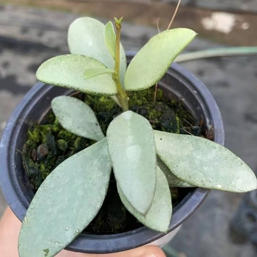 Hoya nummularioides silver