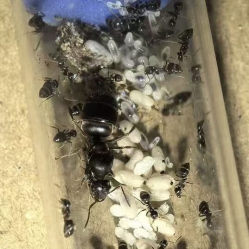 Lasius alienus