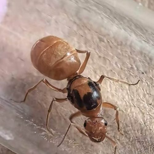 Myrmecocystus wheeleri