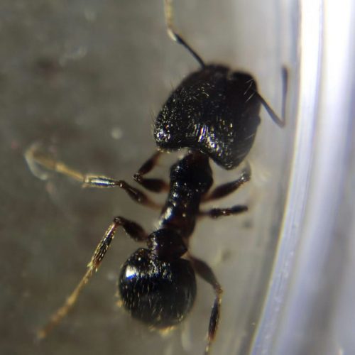 Pheidole noda