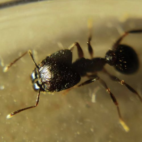 Pheidole noda