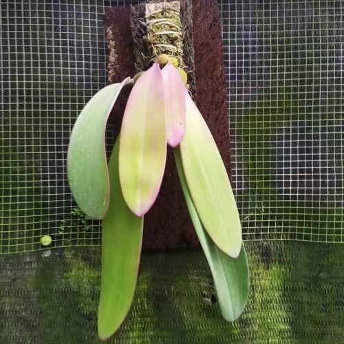 Bulbophyllum phalaenopsis