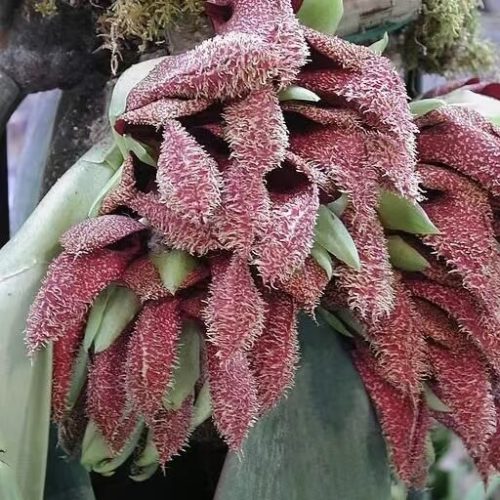 Bulbophyllum phalaenopsis