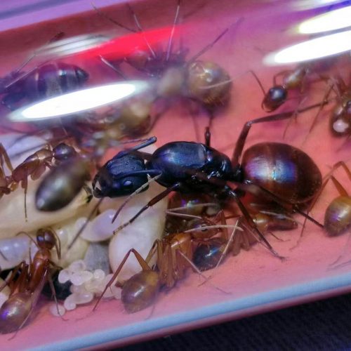 Camponotus CA02