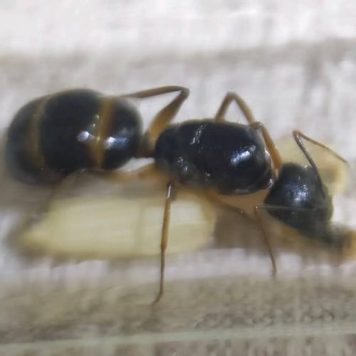 Camponotus carin