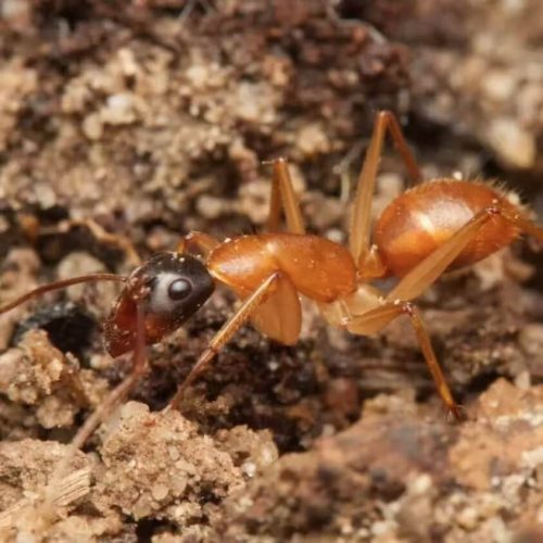 Camponotus eastwoodi