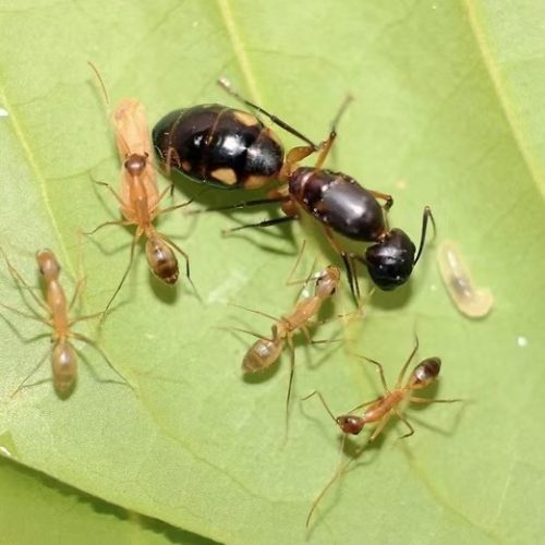 Camponotus maculatus