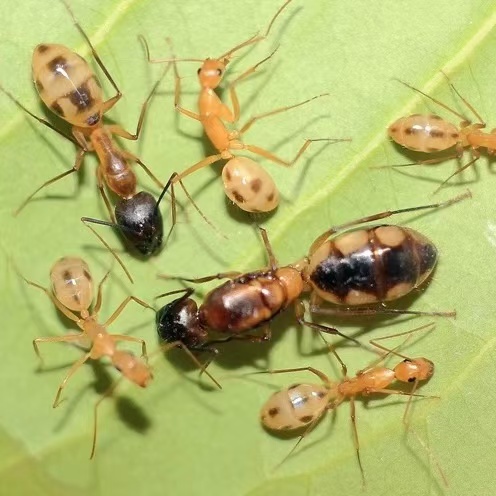 Camponotus maculatus