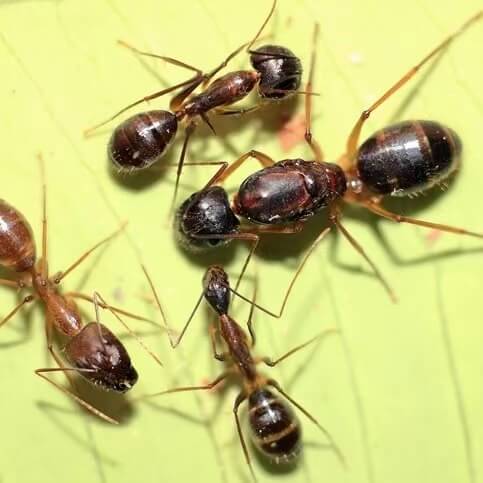 Camponotus variegatus