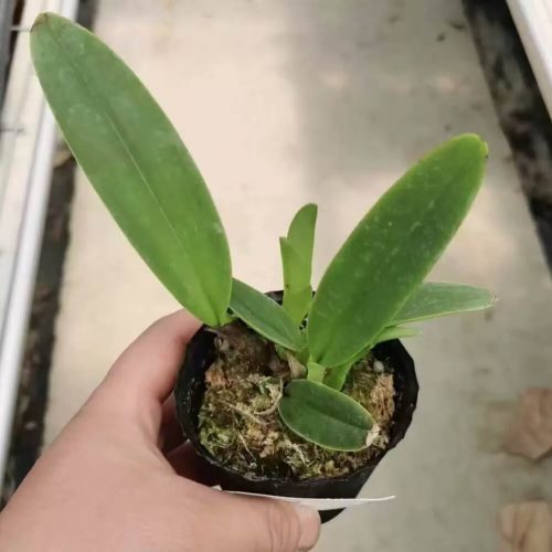 Cattleya maxima var. coerulea ‘Dennis’