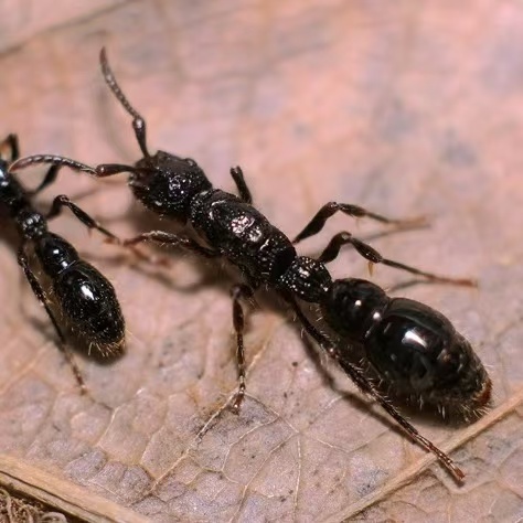 Cerapachys sulcinodis