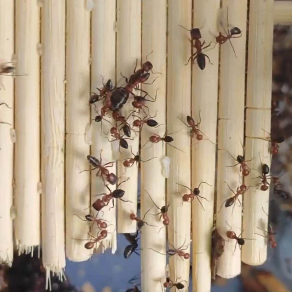 Colobopsis saundersi (Exploding ant) for sale - HappyForestStore