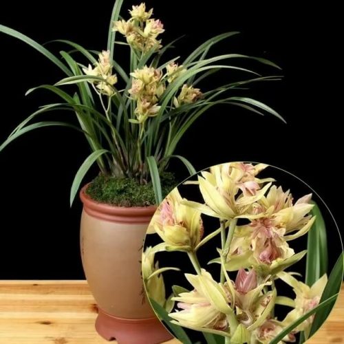 Cymbidium ensifolium ‘FuShanQiDie’