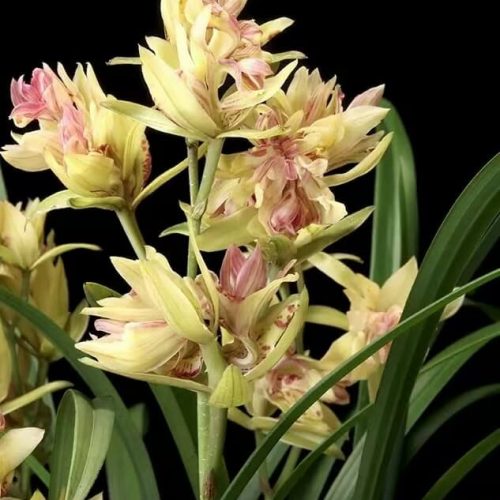 Cymbidium ensifolium ‘FuShanQiDie’