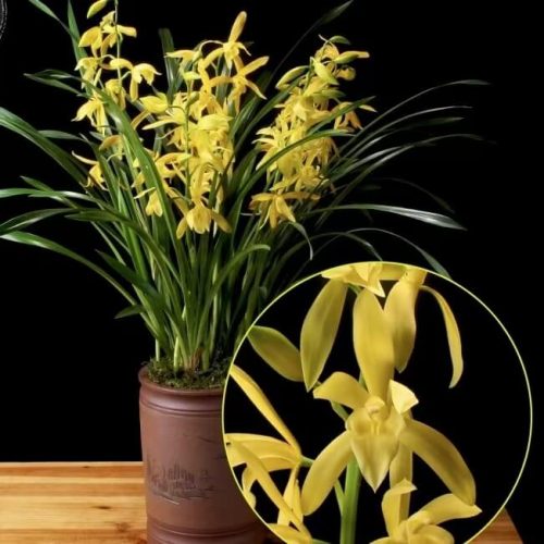 Cymbidium ensifolium ‘Golden prodigy’